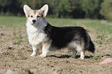 CORGI PEMBROKE 671